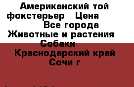 Американский той фокстерьер › Цена ­ 25 000 - Все города Животные и растения » Собаки   . Краснодарский край,Сочи г.